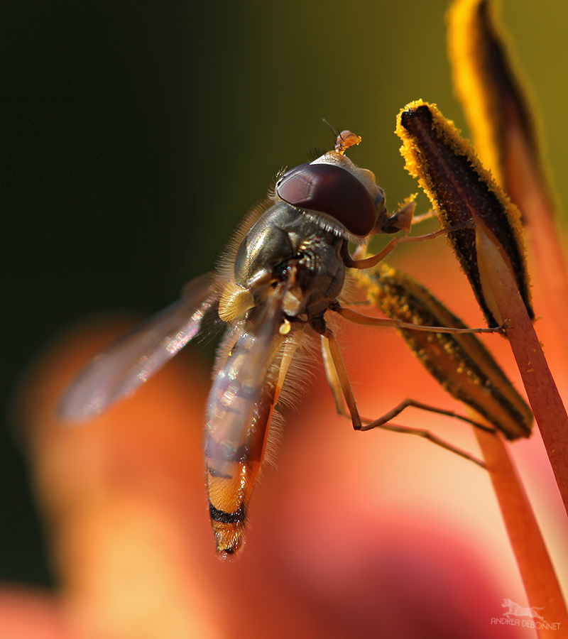 Schwebfliege im Morgenlicht