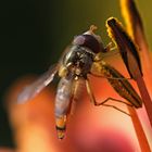 Schwebfliege im Morgenlicht