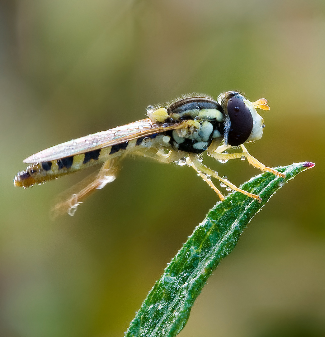 Schwebfliege im Morgentau