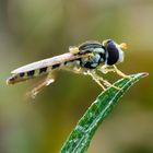 Schwebfliege im Morgentau