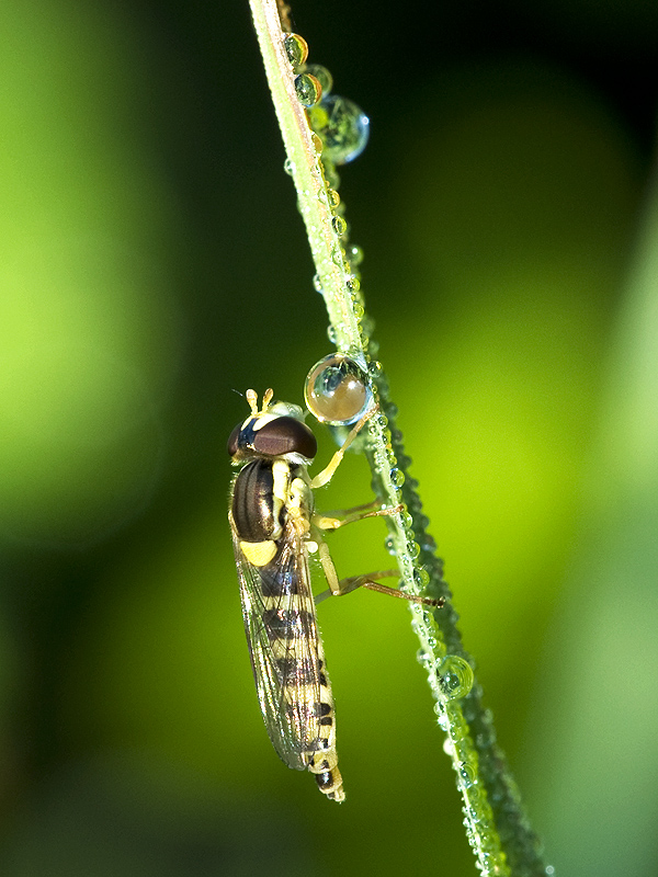 Schwebfliege im Morgentau