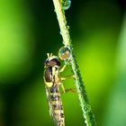 Schwebfliege im Morgentau