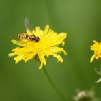 Schwebfliege im Naschmarkt