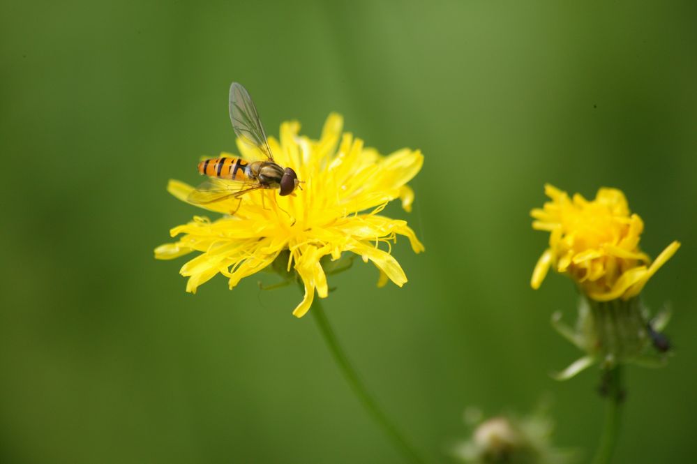 Schwebfliege im Naschmarkt