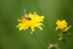 Schwebfliege im Naschmarkt