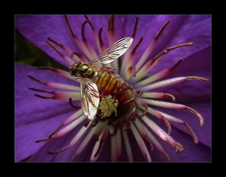 Schwebfliege im Nektar-Rausch