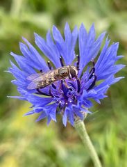 Schwebfliege im November 