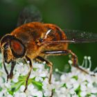 "Schwebfliege im Pelz"