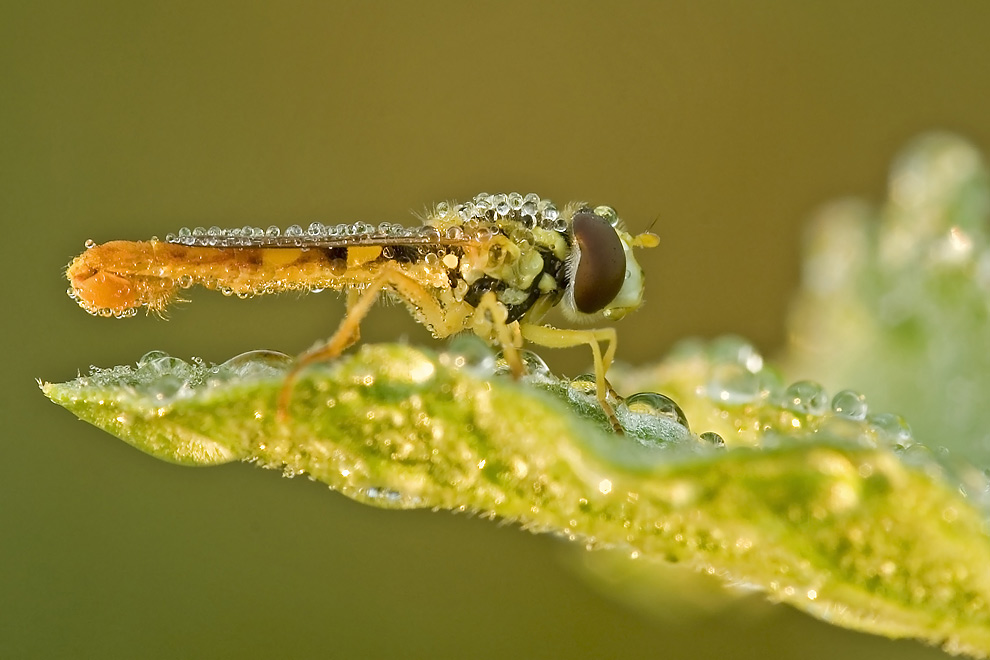 Schwebfliege im Perlenglanz