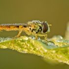 Schwebfliege im Perlenglanz