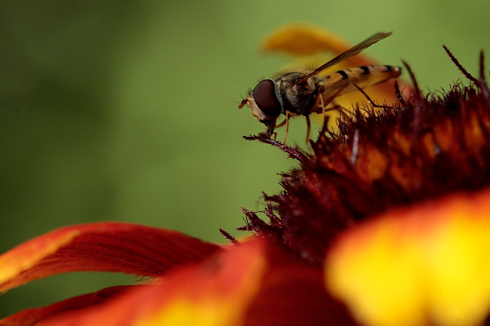 Schwebfliege im roten Millieu!!