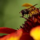 Schwebfliege im roten Millieu!!