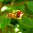 Schwebfliege im Schwebflug