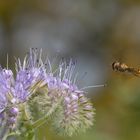 Schwebfliege im Schwirrflug