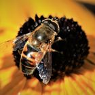 Schwebfliege im Sonnenhut