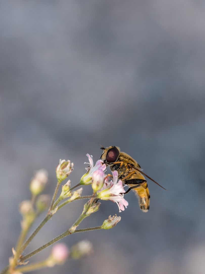 Schwebfliege im Spätsommer