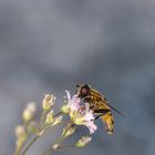 Schwebfliege im Spätsommer