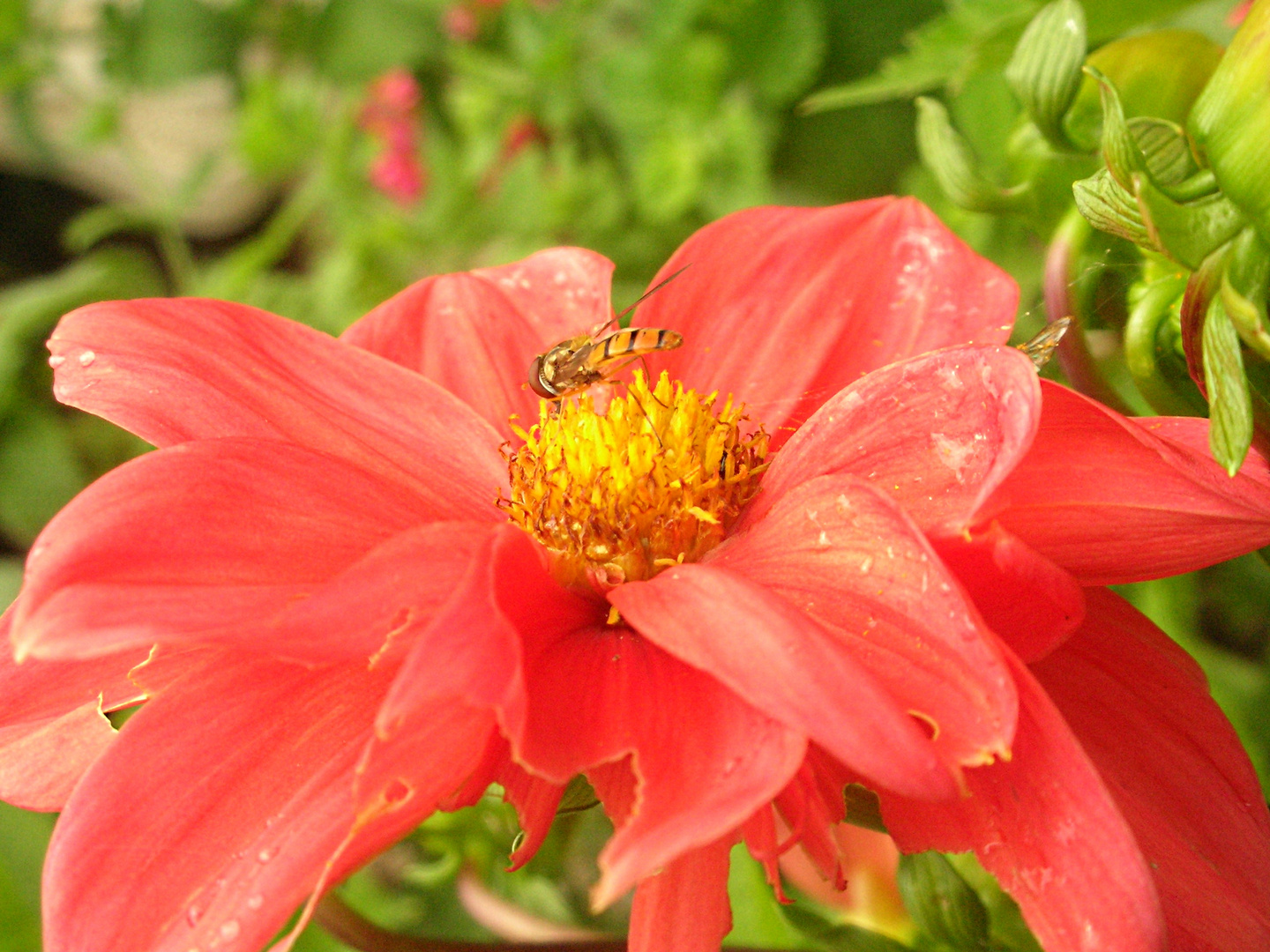 Schwebfliege in Blüte