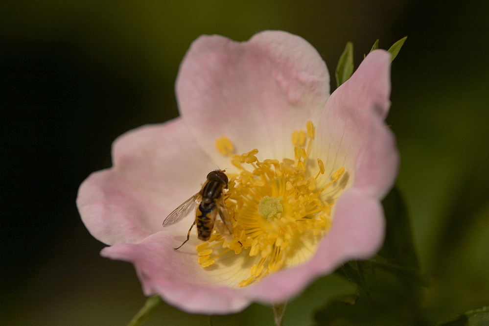 Schwebfliege in Blüte