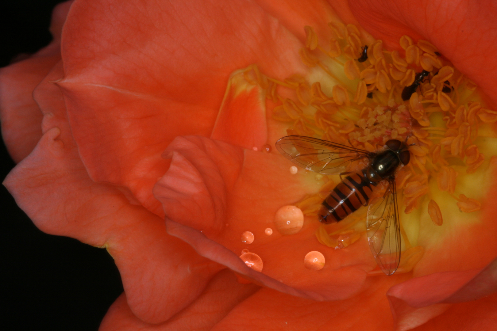 Schwebfliege in Blüte