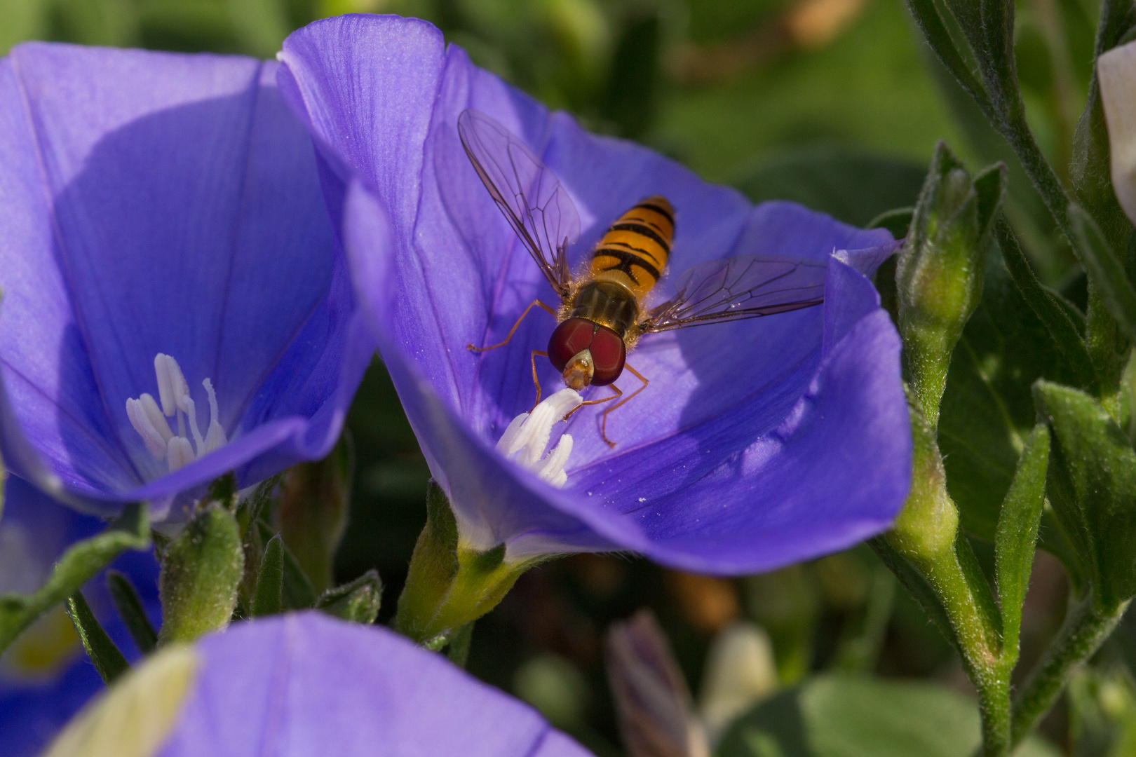 Schwebfliege in der blauen Mauritius