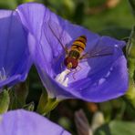 Schwebfliege in der blauen Mauritius