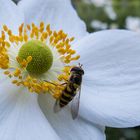 Schwebfliege in der Blüte