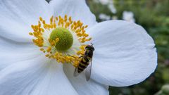 Schwebfliege in der Blüte