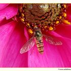 Schwebfliege in der Blüte