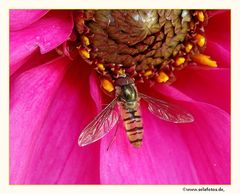 Schwebfliege in der Blüte