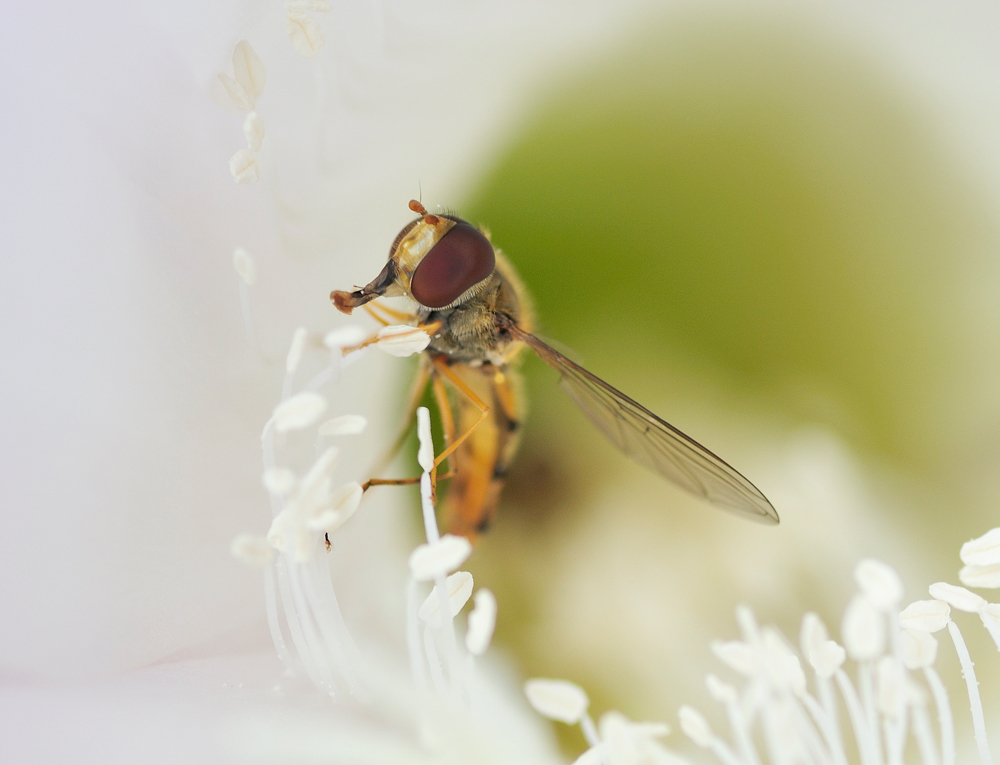 Schwebfliege in der Kaktusblüte