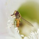 Schwebfliege in der Kaktusblüte