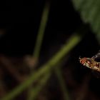 Schwebfliege in der Luft