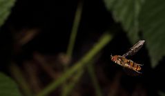 Schwebfliege in der Luft