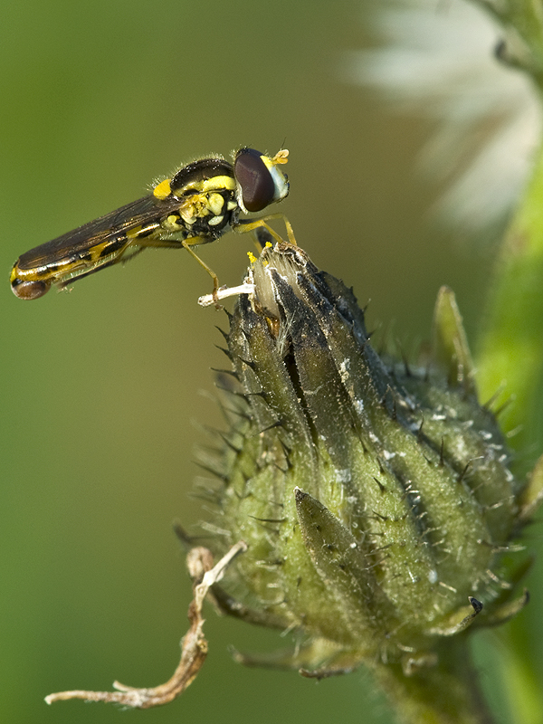 Schwebfliege in der Morgensonne