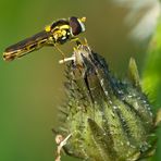 Schwebfliege in der Morgensonne