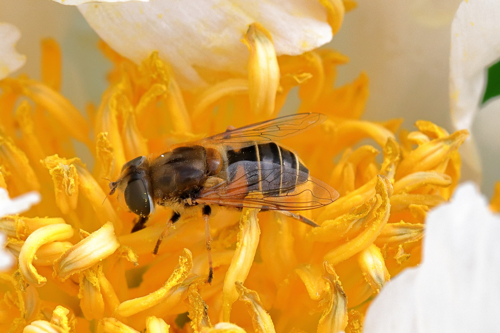 Schwebfliege in der Pfingstrosenblüte