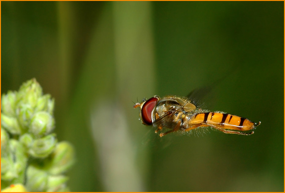 Schwebfliege in der Schwebe