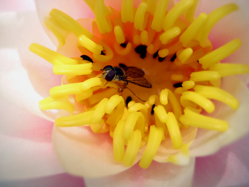 Schwebfliege in der Teichrose