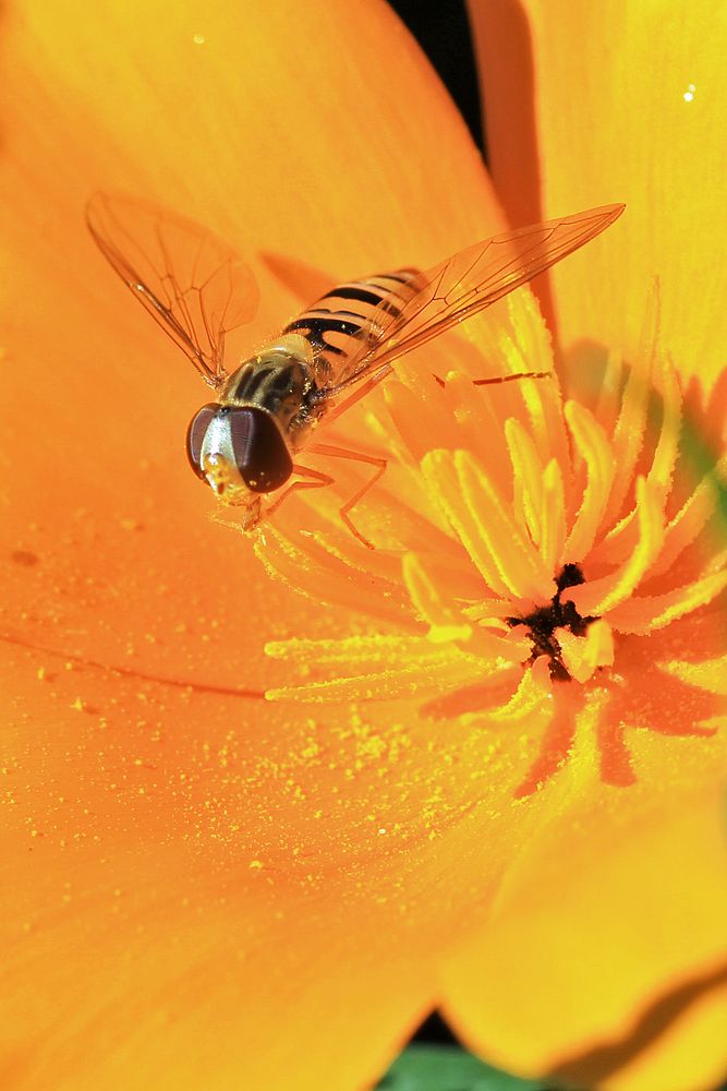 Schwebfliege in einer gelben Blüte