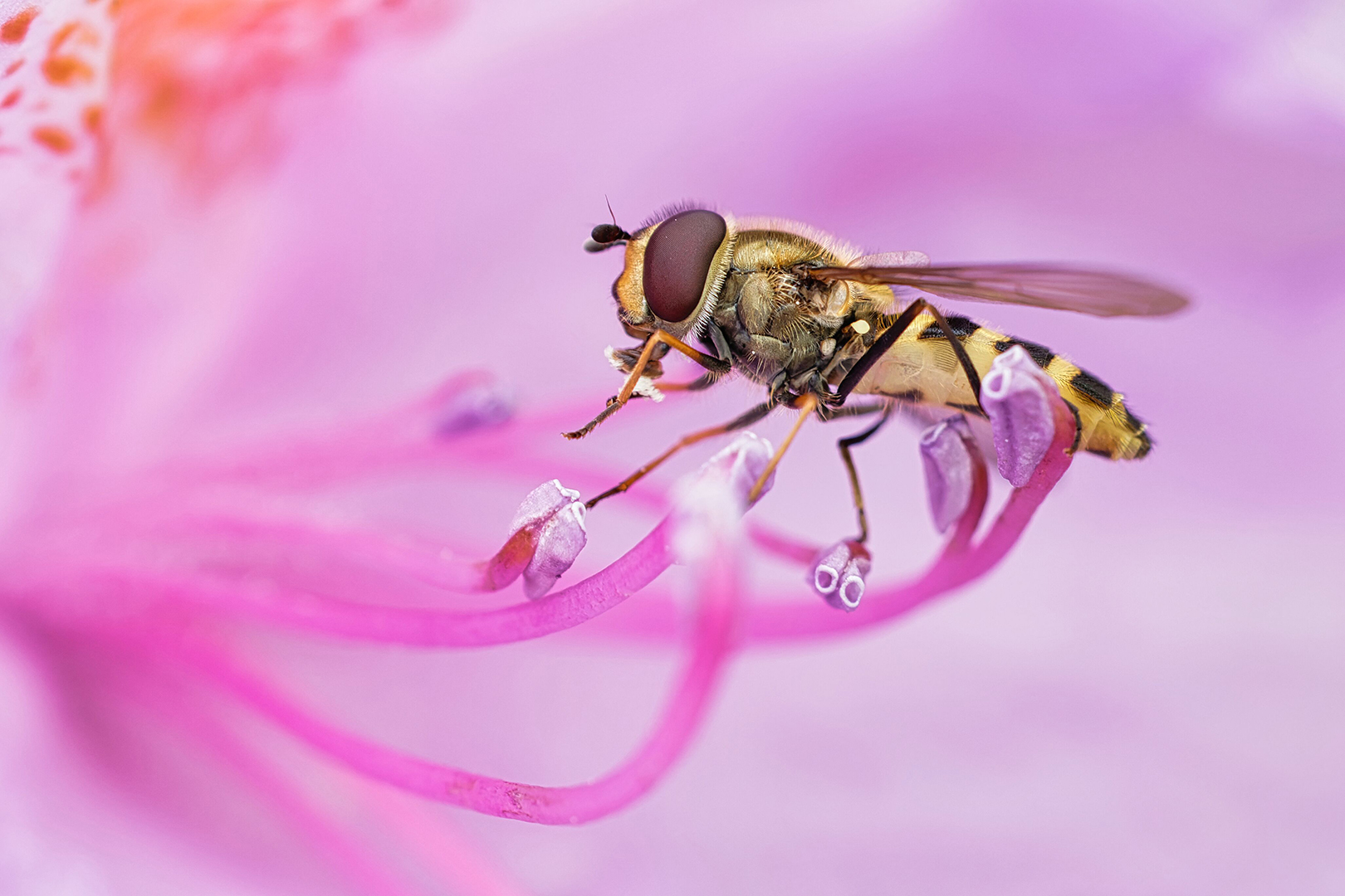 Schwebfliege in einer Rhododendronblüte