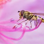 Schwebfliege in einer Rhododendronblüte