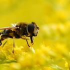 Schwebfliege in gelbem Blütenmeer