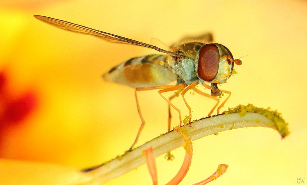 Schwebfliege in gelber Blüte