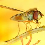 Schwebfliege in gelber Blüte