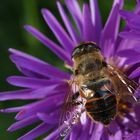 Schwebfliege in meinem Vorgarten