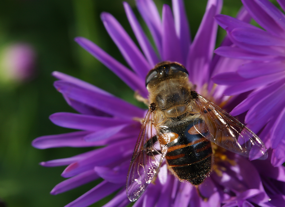 Schwebfliege in meinem Vorgarten