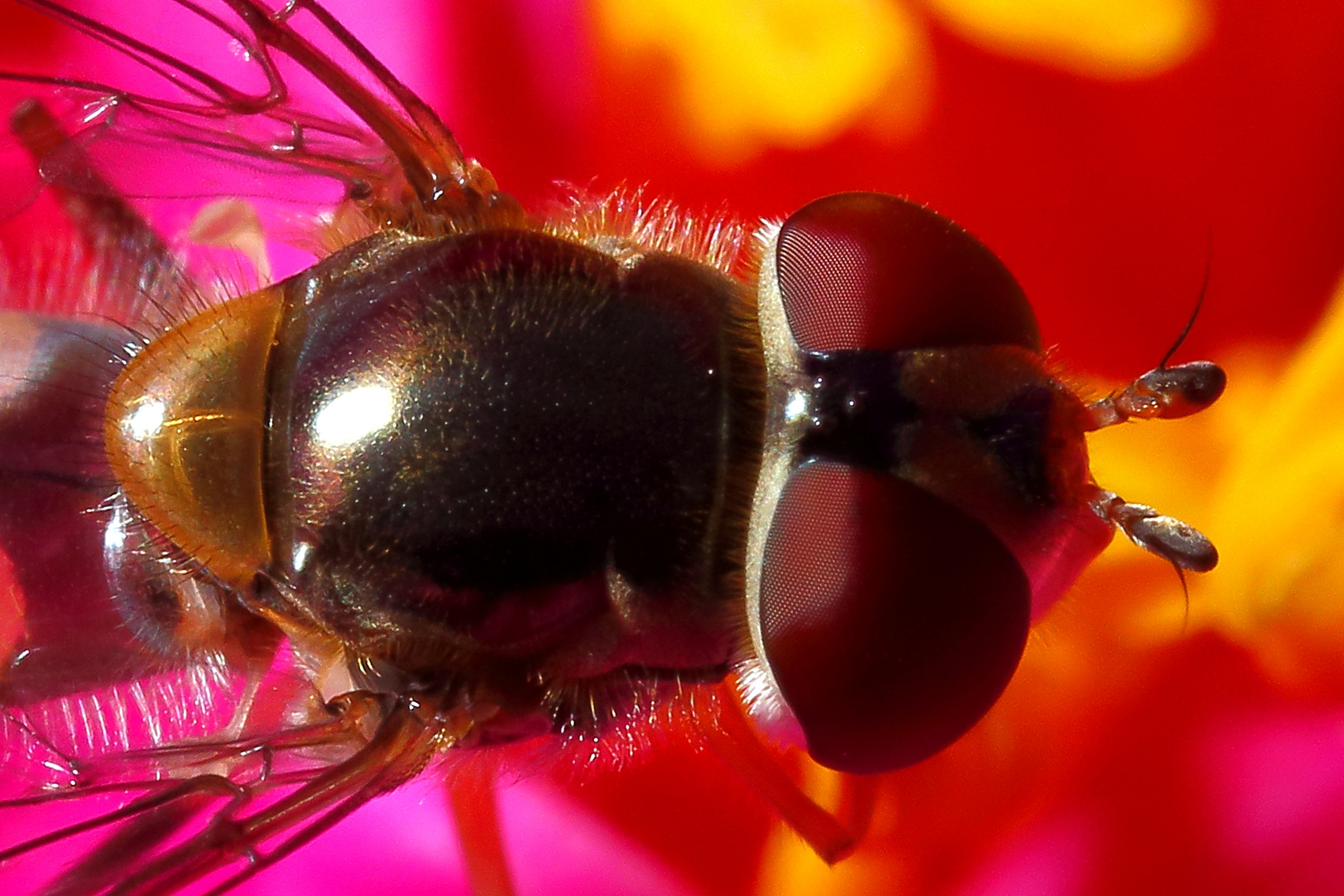 Schwebfliege in Pfingstrose - Detail