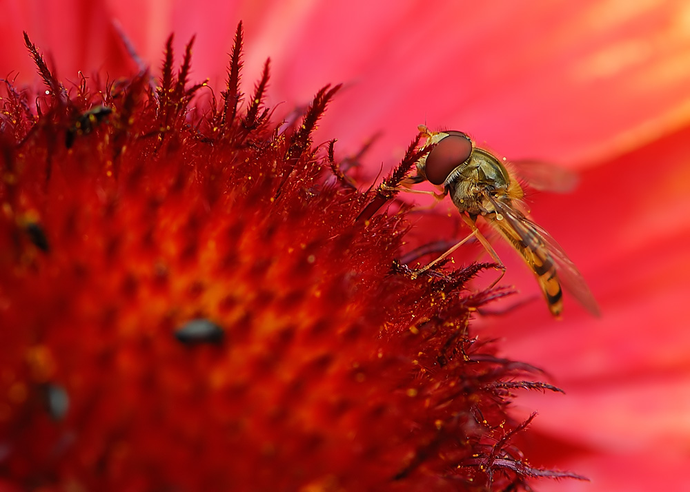 Schwebfliege in Rot