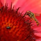 Schwebfliege in Rot